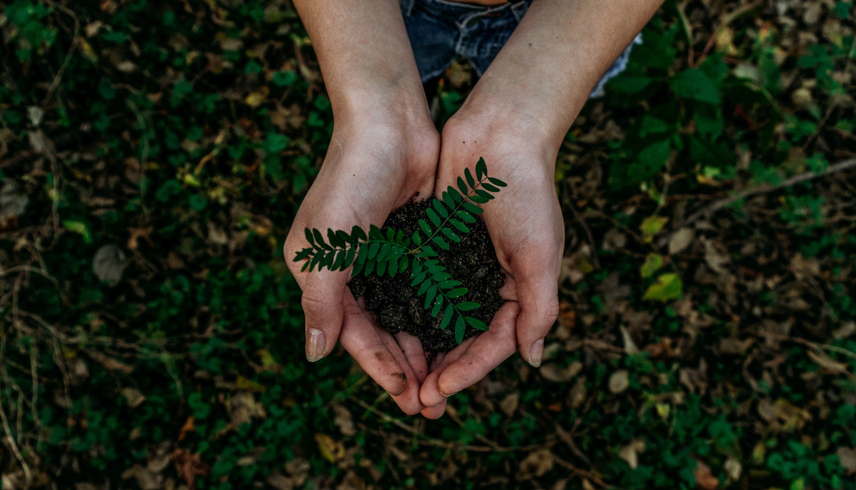 Leading the Charge in Sustainable Dining: Our Commitment to a Greener Tomorrow